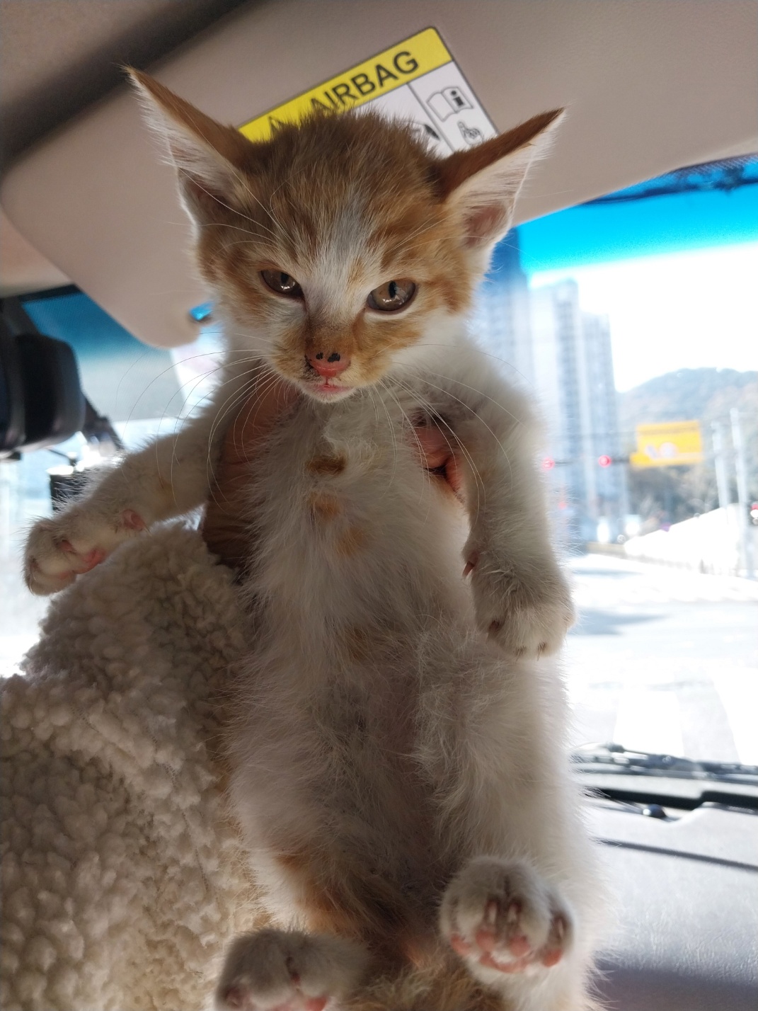 보호중 한국 고양이…